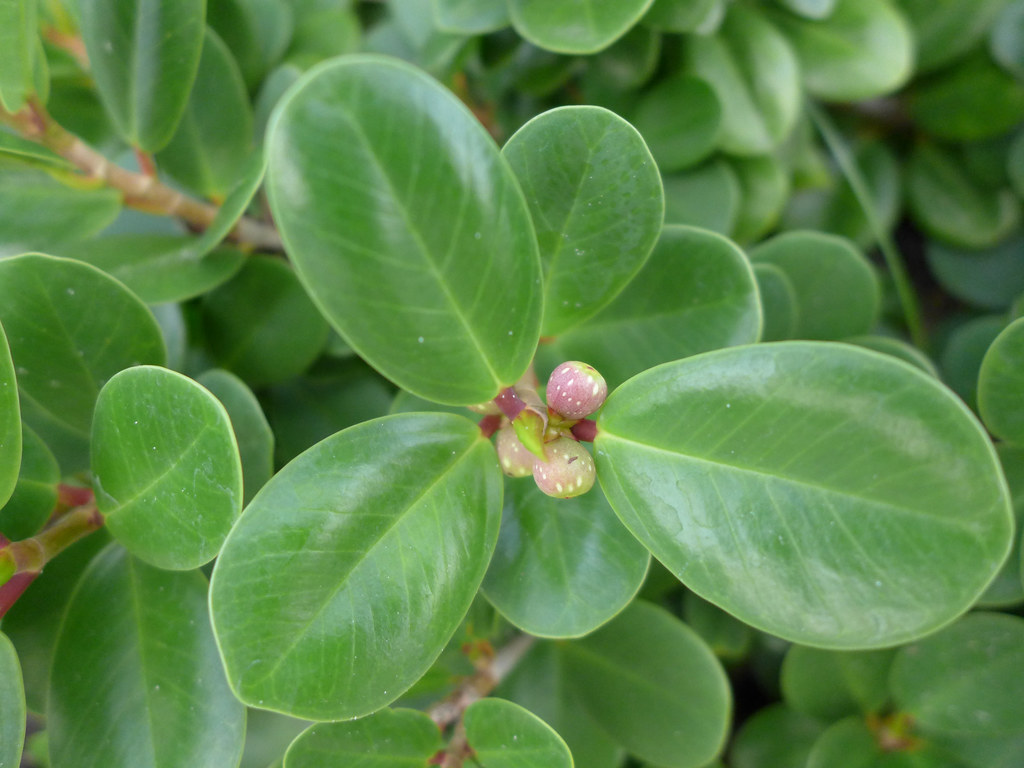 Tissue Culture Ficus 'Green Island'