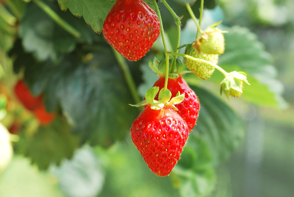 Tissue Culture strawberries