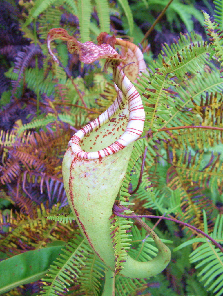 Tissue Culture Nepenthes