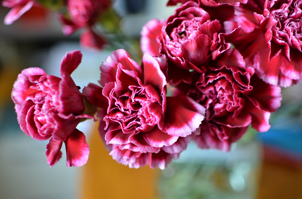 Tissue Culture Carnations