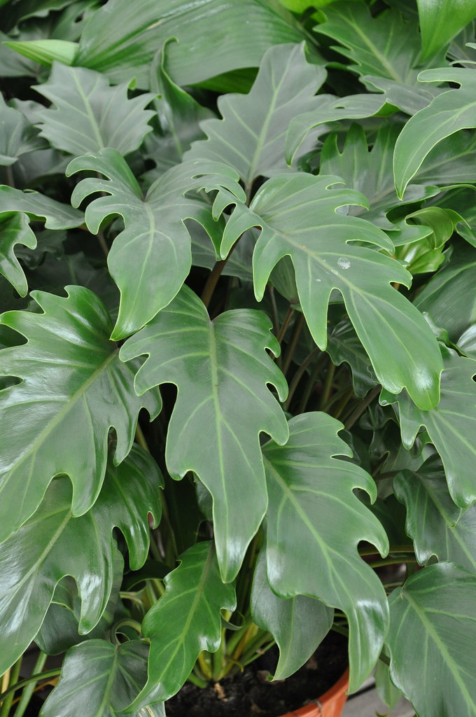 Tissue Culture Philodendrons