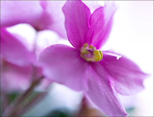 Tissue Culture African Violets